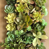 Faux Succulent Filled Wall Frame