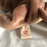 TY Beanie Baby - Canyon