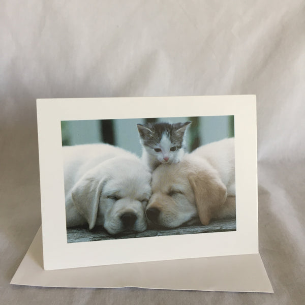 Kitten & Puppies Greeting Card -  Envelope Included