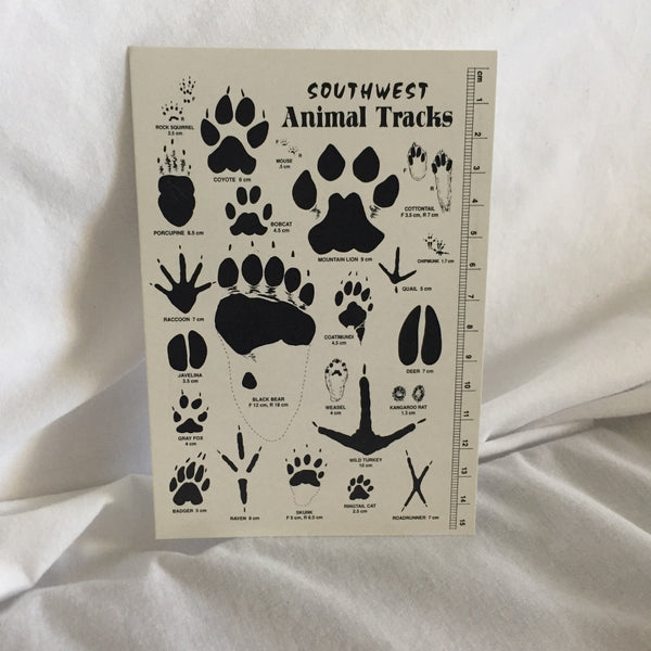 SouthWest Animal Tracks Postcard