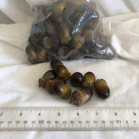 Acorns for Crafting